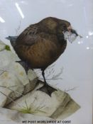 Terence Lambert: Watercolour of a Great Skua,