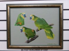 Jonathan Shaw oil on canvas of parrots (35 x 44cm)