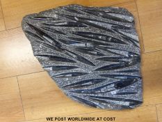 A large fossilized razor clam sample (approx 40 x 30cm)