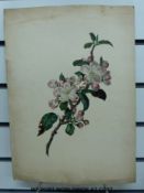 A large portfolio of 19thC botanical watercolours (some 80 in total) some very accomplished and in