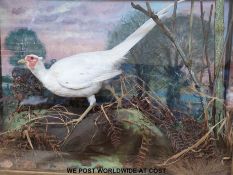A large taxidermy study of a white pheasant in a naturalistic setting attributed to Roland Ward