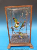 A taxidermy study of four Gouldean finches in a glass case