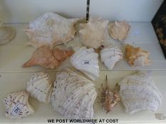 Collection of assorted large sea shells.