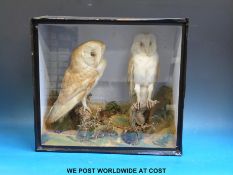 A taxidermy study of a pair of barn owls