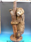 A late 19th /early 20thC taxidermy study of a dancing bear cub with original collar and chain,