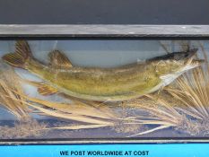 A taxidermy study of a pike amongst reeds,