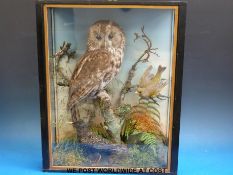 A taxidermy study of an owl,