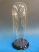 A glass dome on stand, height 43 cm, diameter of dome 15 cm.