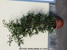 A large ficus plant in terracotta pot
