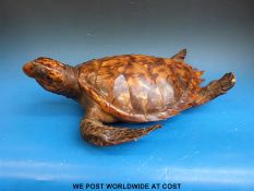 A taxidermy study of a turtle