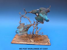 A taxidermy study of two kingfishers