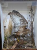 A taxidermy study of a buzzard by Pashley,