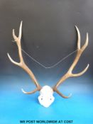 A deer skull mount with nine point antler.
