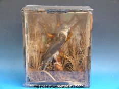 A cased taxidermy study of a sparrowhawk in a naturalistic setting