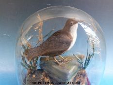 A taxidermy study of a dipper on a rock,