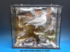 A taxidermy study of a seagull,