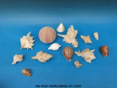 A collection of sea shells to include conch, leopard spot tiger cowrie,