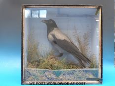 A taxidermy study of a hooded crow in glazed case (H47 x W46cm)