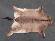 Two hartebeest skins mounted as rugs (length of largest 2.