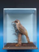 A taxidermy study of a woodpecker in case