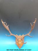 A rack of deer antlers mounted on a wooden shield (width 62cm)