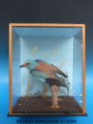 A taxidermy study of a roller bird in case