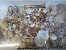 A large collection of shells,