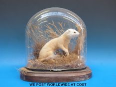 A taxidermy study of a weasel with all white coat on wooden plinth under glass dome (34cm tall)
