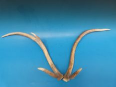 Two stag antlers