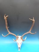 A fallow buck skull and antlers (maximum width 76cm)