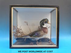 A taxidermy study of a duck in case (H36 x W41cm)