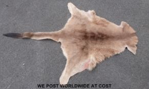 A kangaroo skin mounted as a rug (177 x 115cm)