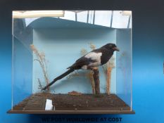 A taxidermy study of a magpie in case