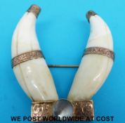 A yellow metal brooch set with two alligator teeth with yellow metal banding and fittings and a