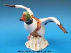 A Beswick Shelduck,