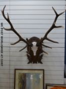 A taxidermy antler on carved wooden mount (maximum width 94cm)