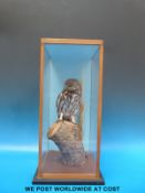 A taxidermy study of a little owl in case (H43cm x W19cm)