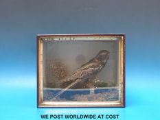 A taxidermy study of a nightjar in case (H23 x W28cm)