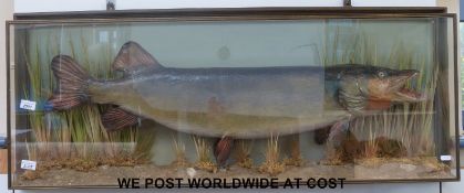 A taxidermy study of a pike of approximately 1 metre in length,