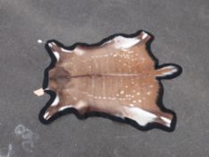 A bush buck skin mounted as a rug (length 155cm)
