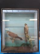 A taxidermy study of a kestrel and sparrowhawk in case (H69 x W60cm)