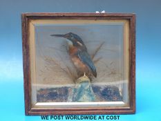 A taxidermy study of a kingfisher in case (H21 xW25cm)