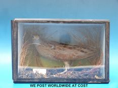 A taxidermy study of a corncrake in case (H34 xW28cm)
