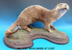 A taxidermy study of an otter on naturalistic base and wooden plinth,