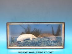 A taxidermy study of two moles in case (H15 x W38cm)