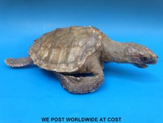 An unmounted taxidermy study of a turtle,
