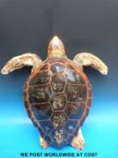 A taxidermy study of a turtle,