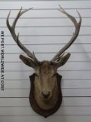 A Rowland Ward taxidermy stag's head and neck mount with twelve point antlers on wooden shield