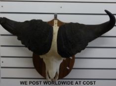 A mounted African buffalo skull (width 91cm)