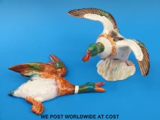 A Beswick Shelduck model 994 and a Beswick duck wall plaque